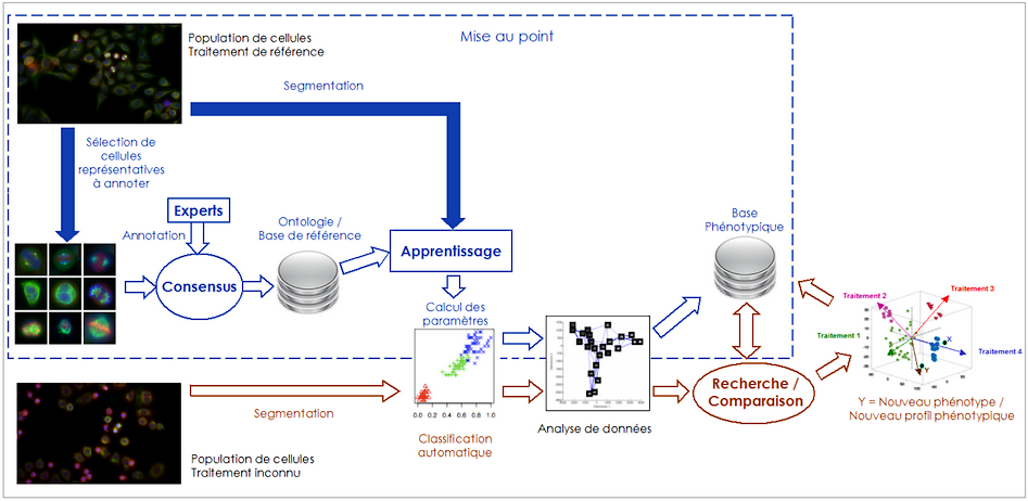 RAMIS : Identification automatique de nouveaux ph&eacute;notypes